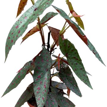 Begonia amphioxus x malachosticta