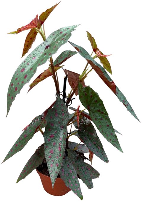 Begonia amphioxus x malachosticta