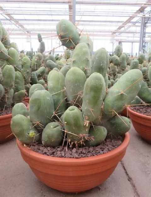 Trichocereus bridgesii monstruosus