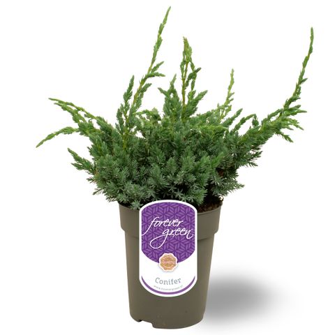 Juniperus squamata 'Meyeri' — Plant Wholesale FlorAccess