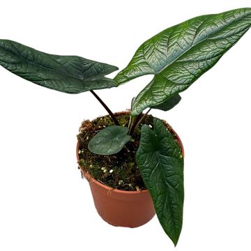 Alocasia scalprum