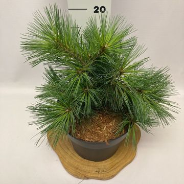 Pinus strobus 'Bergman's Mini'