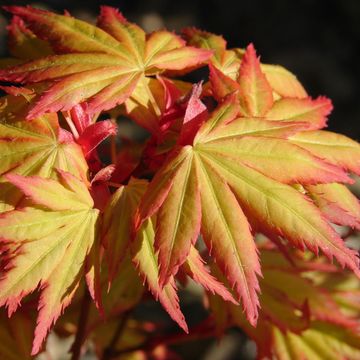 Acer palmatum 'Orange Dream'