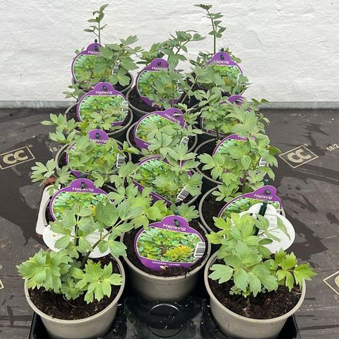 Levisticum officinale