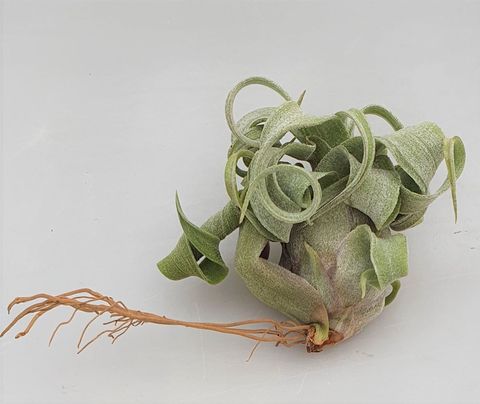 Tillandsia streptophylla