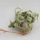 Tillandsia streptophylla