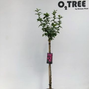 Hibiscus syriacus 'Porpora'