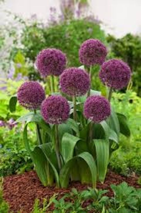 Allium 'Ostara'