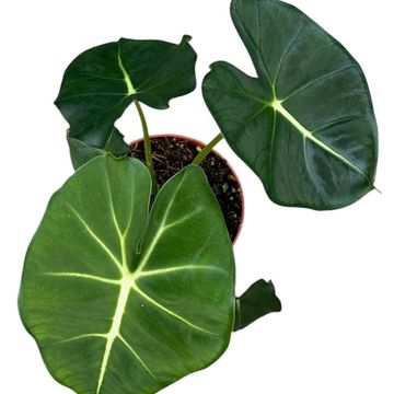 Alocasia micholitziana ROUND TYPE