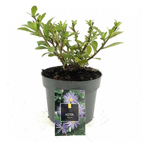 Aster x frikartii 'Mönch'