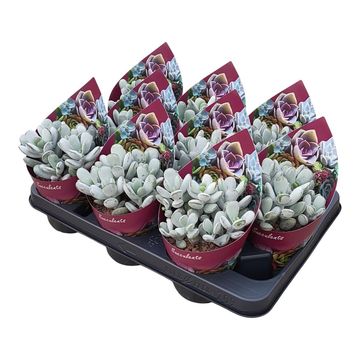 Cotyledon orbiculata oophylla