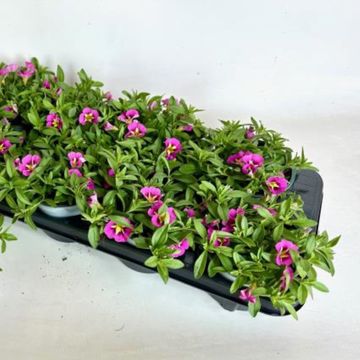 Calibrachoa CABARET BUMBLE BEE HOT PINK