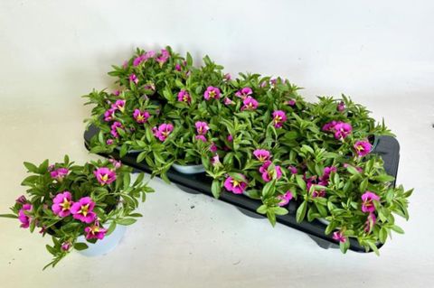 Calibrachoa CABARET BUMBLE BEE HOT PINK