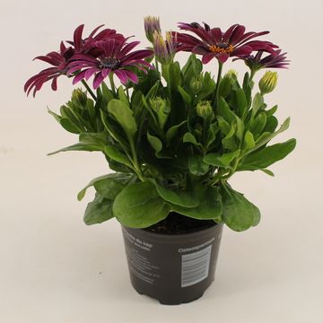 Osteospermum MARGARITA PURPLE