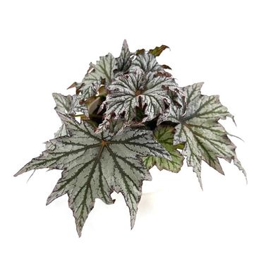 Begonia SPACESTAR MAIA