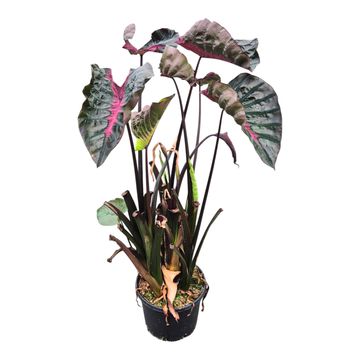Colocasia 'Hybrid Black Panther'
