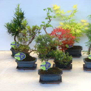 Bonsai MIX