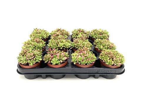 Anacampseros rufescens 'Sunrise'