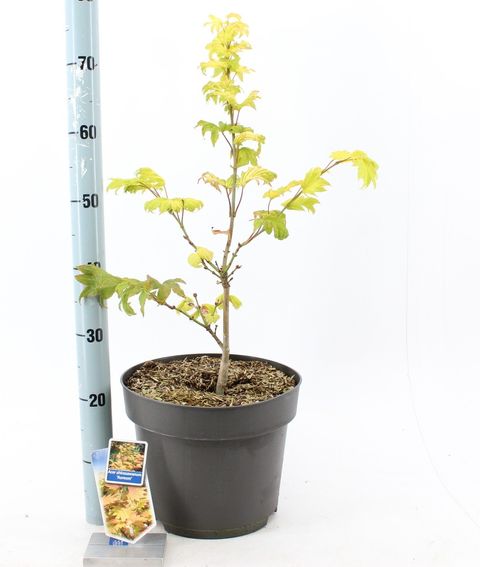 Acer shirasawanum 'Aureum'