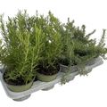 Rosmarinus officinalis MIX