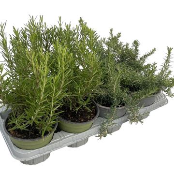 Rosmarinus officinalis MIX