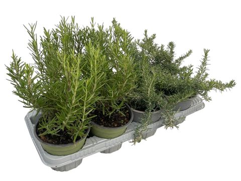 Rosmarinus officinalis MIX