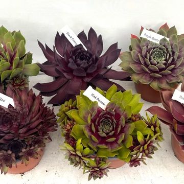 Sempervivum MIX