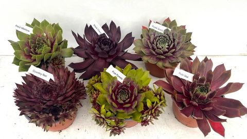 Sempervivum MIX
