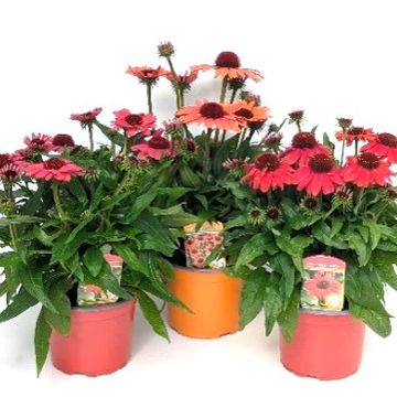 Echinacea purpurea SUNMAGIC MIX