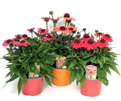 Echinacea purpurea SUNMAGIC MIX