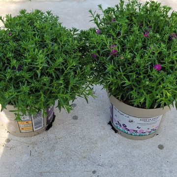 Aster 'La Vista'