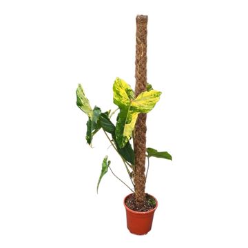 Filodendro Florida Beauty x billitiae