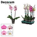 Phalaenopsis MIX