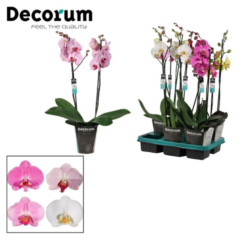 Phalaenopsis MIX