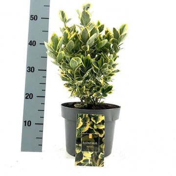 Euonymus japonicus MARIEKE