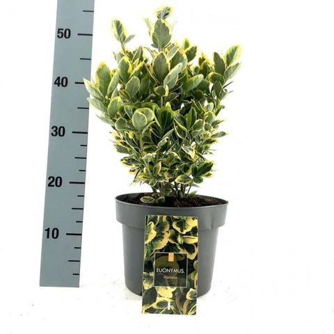 Euonymus japonicus MARIEKE