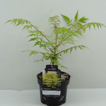 Rhus typhina TIGER EYES