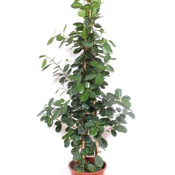 Ficus microcarpa 'Green Island'