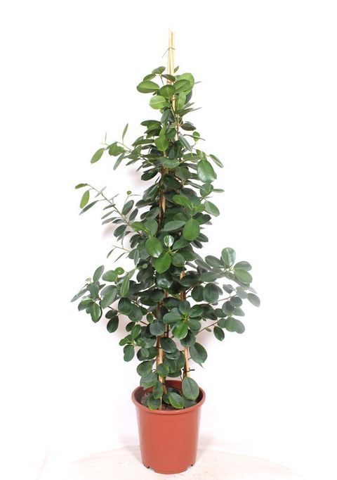 Ficus microcarpa 'Green Island'