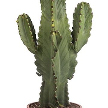 Euphorbia ingens