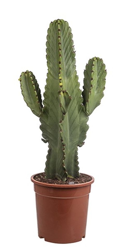 Euphorbia ingens