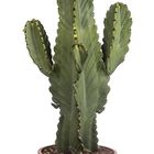 Euphorbia ingens