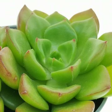 x Sedeveria 'Letizia'