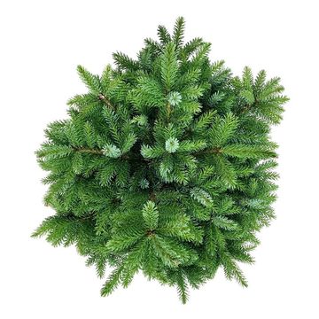 Picea omorika 'Nana'