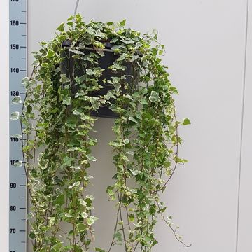 Hedera helix 'White Wonder'