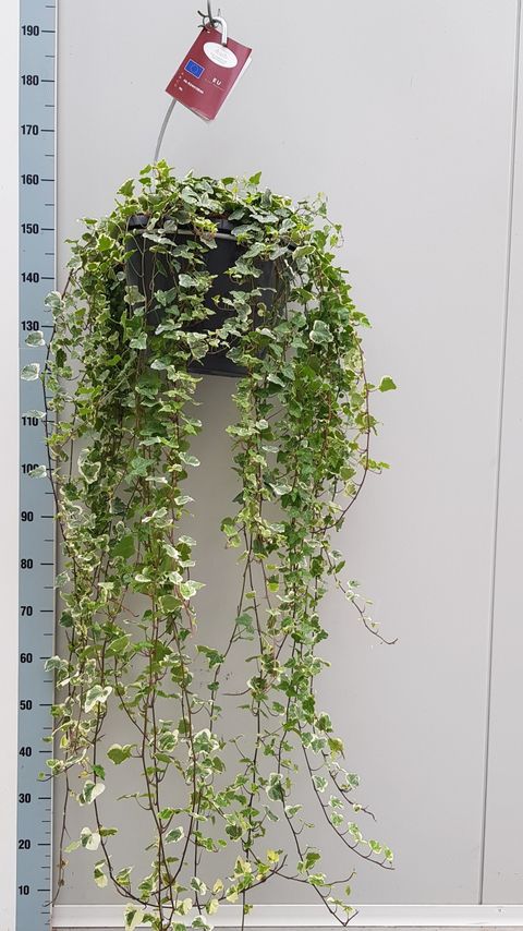 Hedera helix 'White Wonder'
