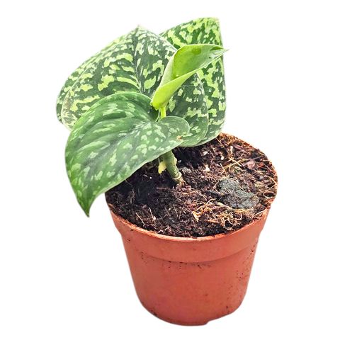 Scindapsus 'Snake Scale'