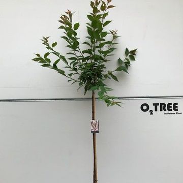 Prunus serrulata 'Kanzan'