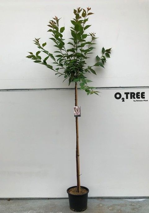 Prunus serrulata 'Kanzan'