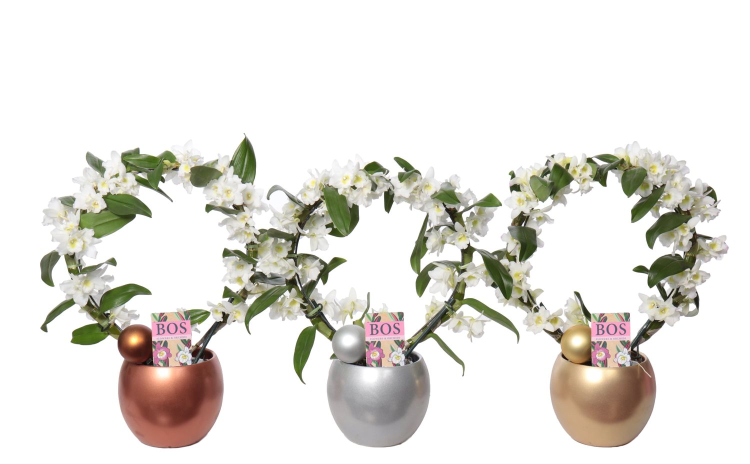 Dendrobium nobile STAR CLASS WHITE — Plant Wholesale FlorAccess